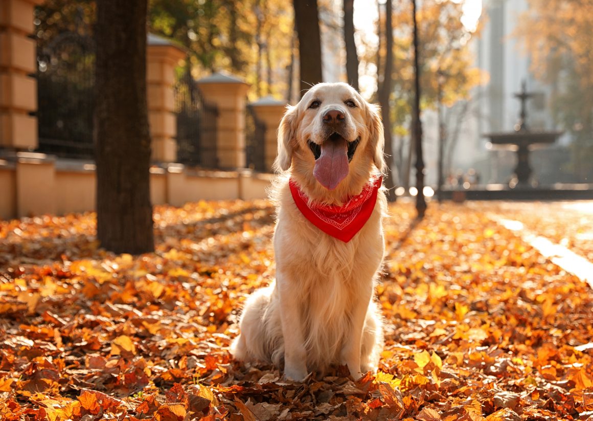 Din hund är inte så gammal som du tror Brukshunden