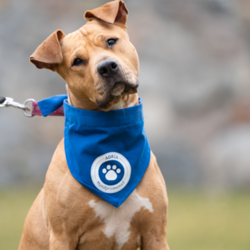 Agria Hundpromenad – hjälp hemlösa hundar