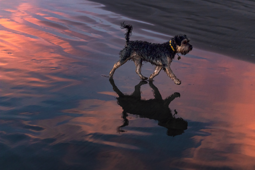 Undvik att motionera din hund i värmen