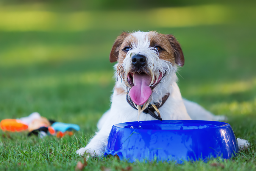 Gör egen vätskeersättning till hunden