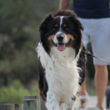 Gå Hundmarschen på distans under Hundens vecka