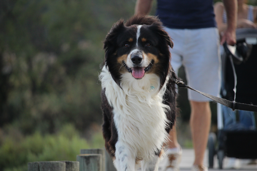 Gå Hundmarschen på distans under Hundens vecka