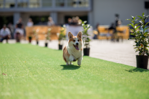 Corgi race lockade tusentals