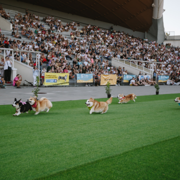 Corgi race lockade tusentals