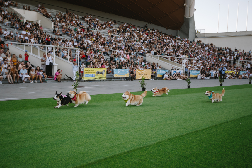 Corgi race lockade tusentals