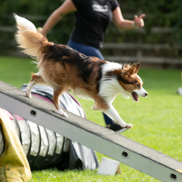 Hundens Vecka – fest för hundar och hundägare