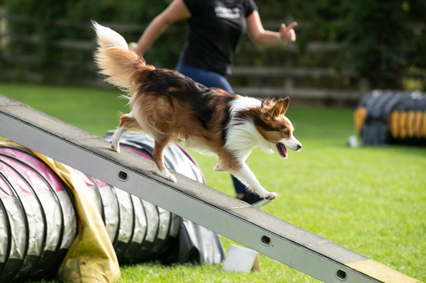 Hundens Vecka – fest för hundar och hundägare