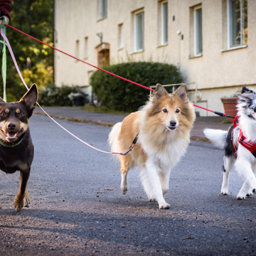 Promenera för hemlösa hundar