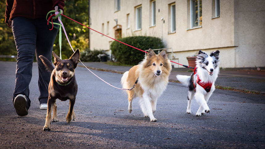 Promenera för hemlösa hundar