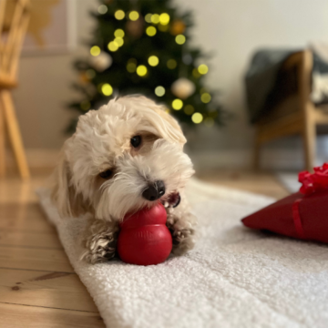 Årets hundjulklapp - aktiveringsleksak