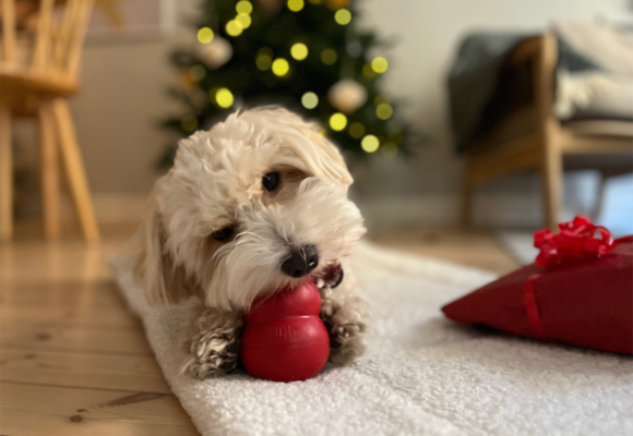 Årets hundjulklapp - aktiveringsleksak