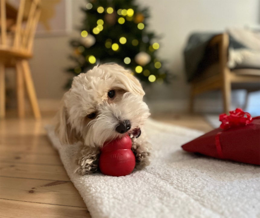 Årets hundjulklapp - aktiveringsleksak