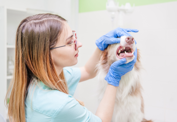 Planera veterinärbesöken och spara pengar