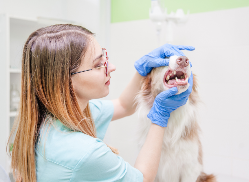 Planera veterinärbesöken och spara pengar