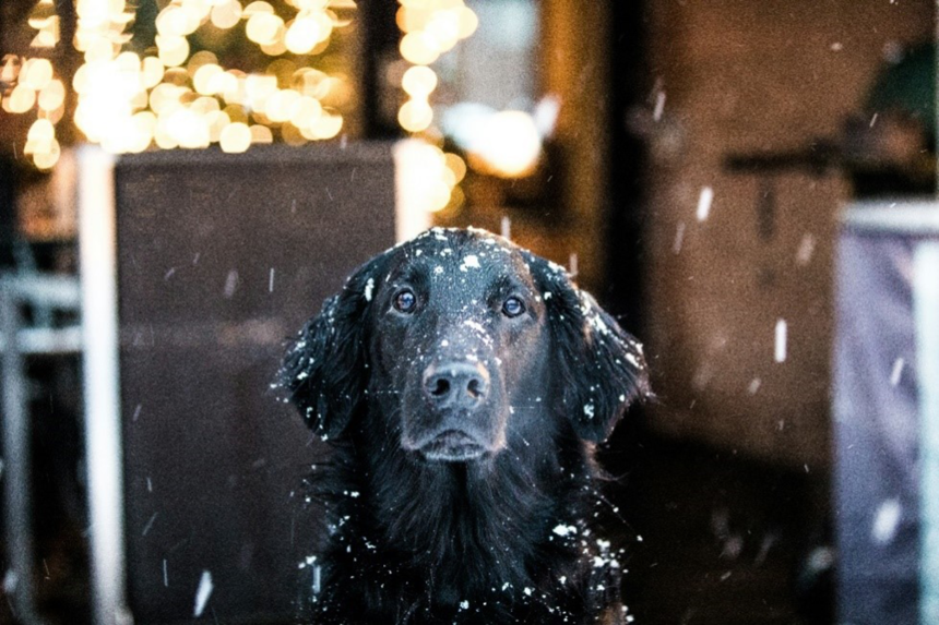 Så skyddar du din hund från köldskador