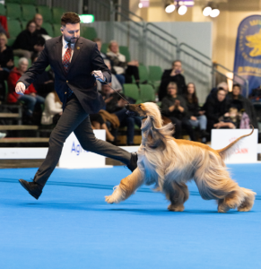 Spencer - Årets utställningshund 2024