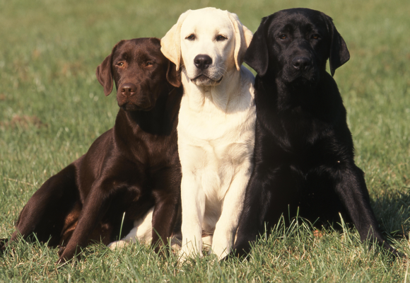 Färre hundar registreras – labrador populärast