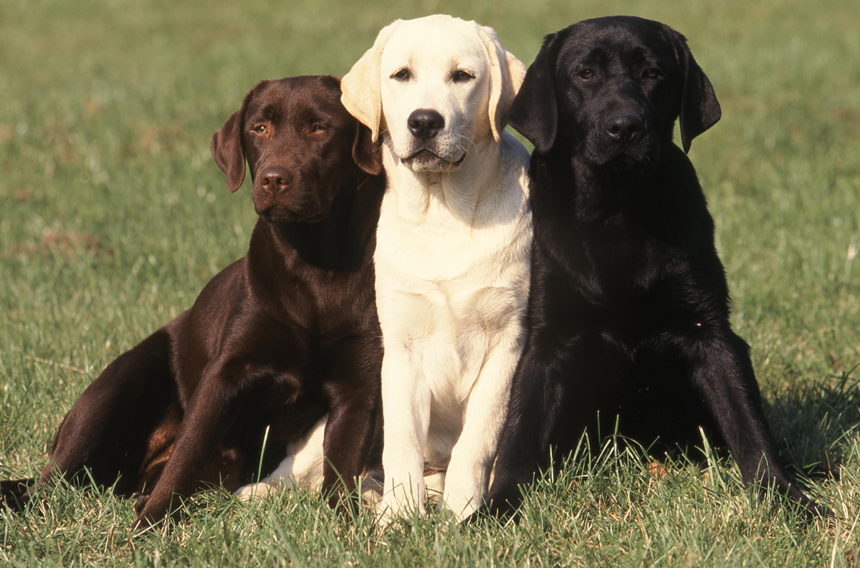 Färre hundar registreras – labrador populärast